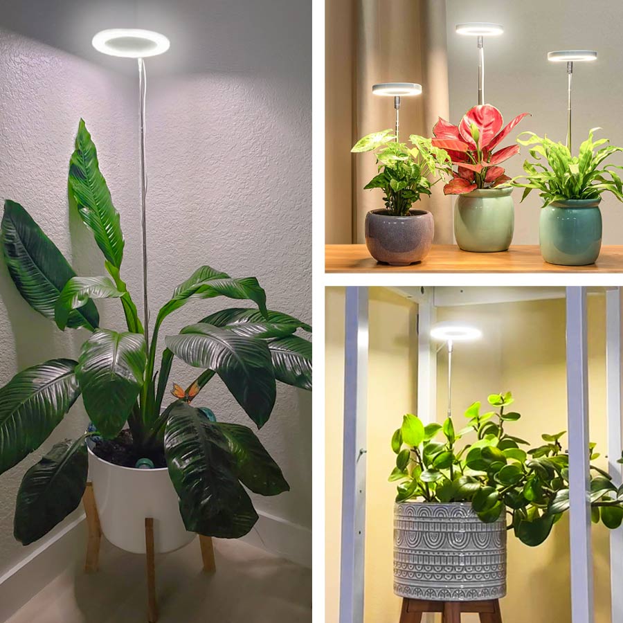 indoor plants little sun ThriveBeam Grow Light