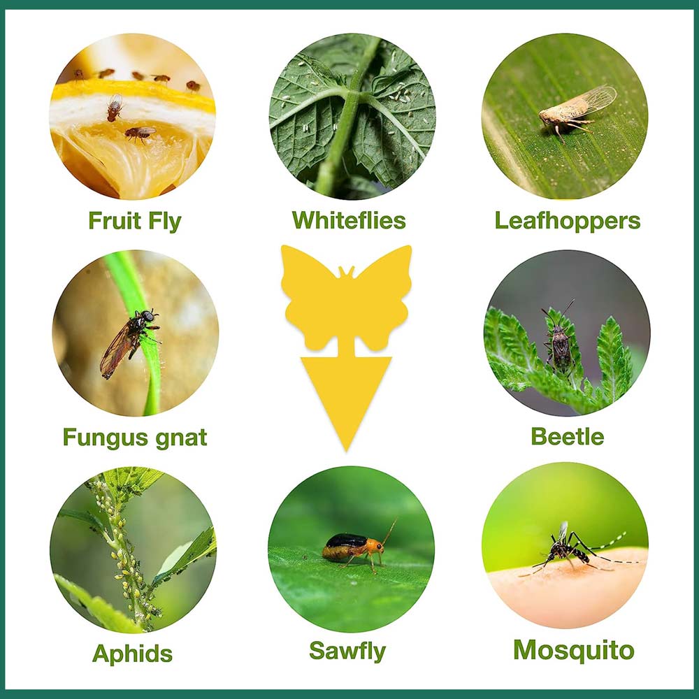 Sticky Insect Traps - Eco-Friendly Pest Control for Indoor & Outdoor Plants